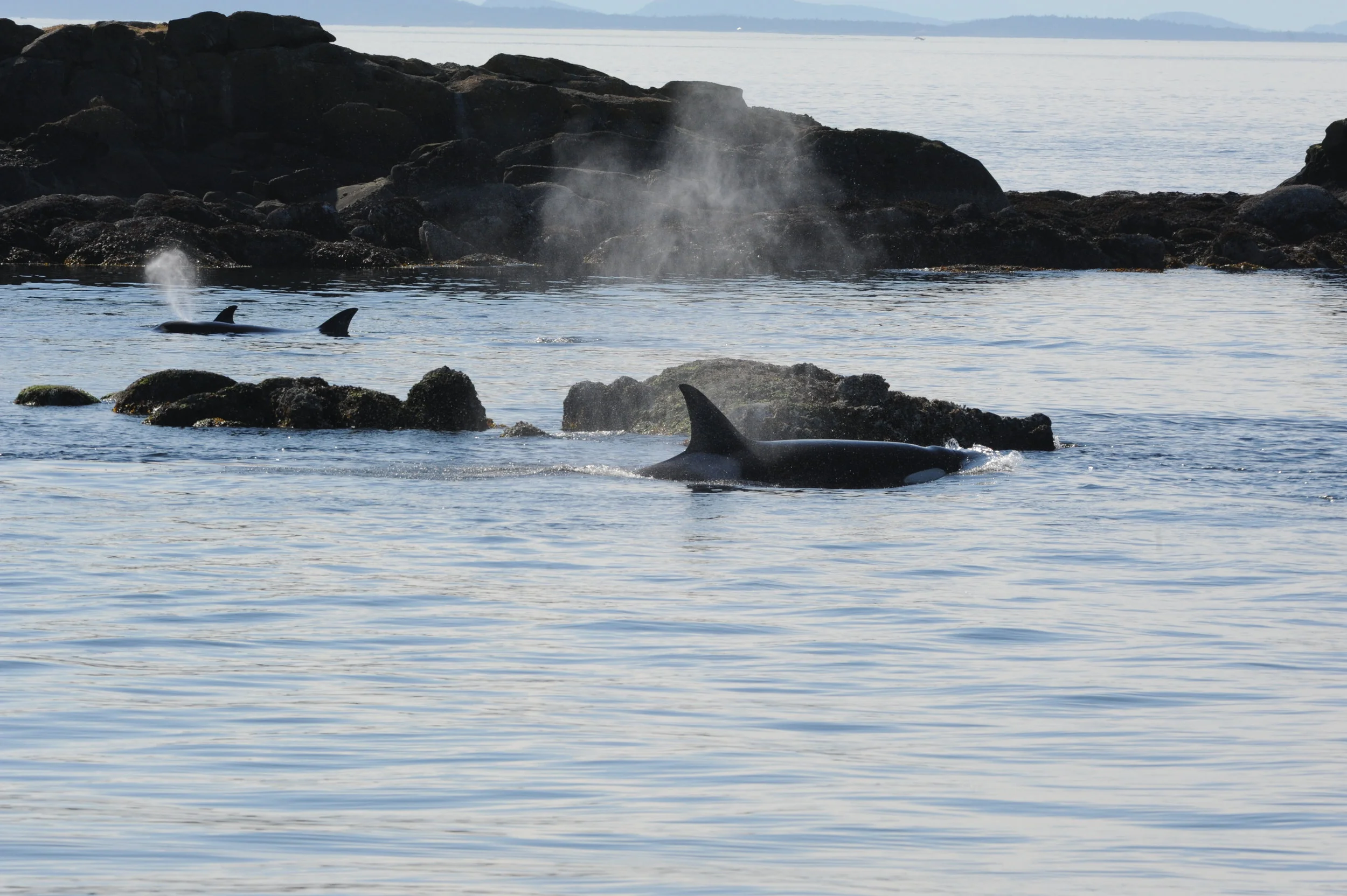 Hunting in the shallow bays. 