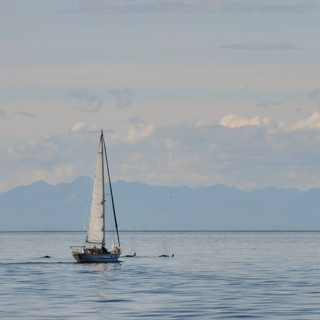 Lucky sailboat!