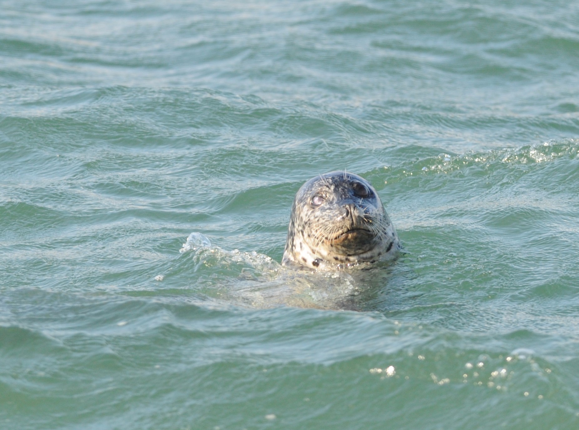 A harbor seal off our bow checks us out. 