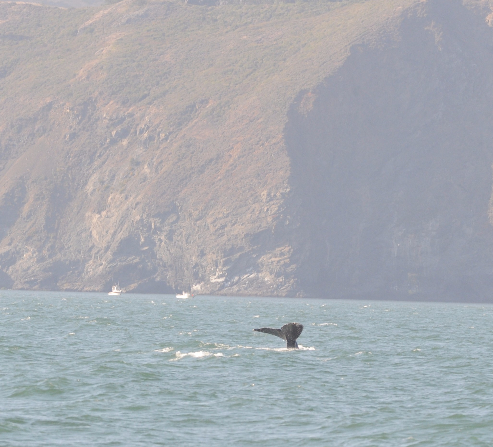 Humpback fluke. 