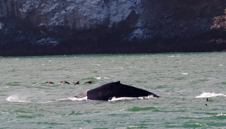 Humpback dorsal fin with murres flying above. Photo by Kat Nazar. 