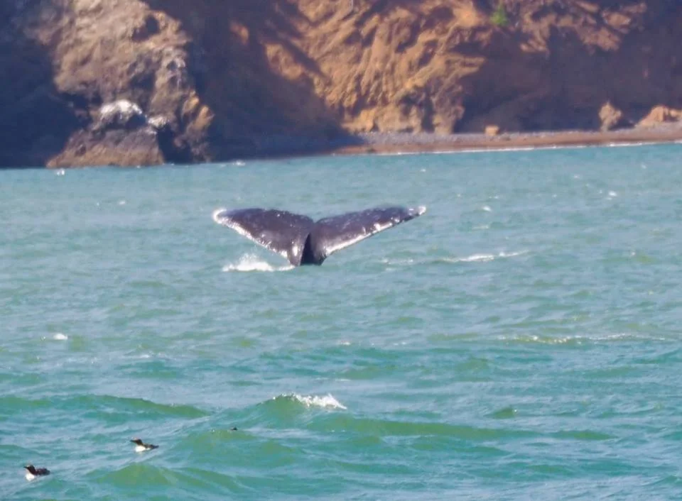 Humpback fluke. Photo by Kat Nazar. 
