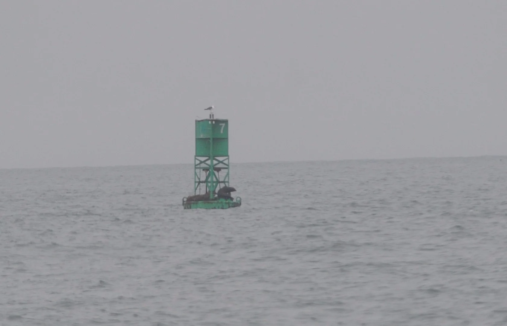 California sea lions rest on the shipping lane marker. 
