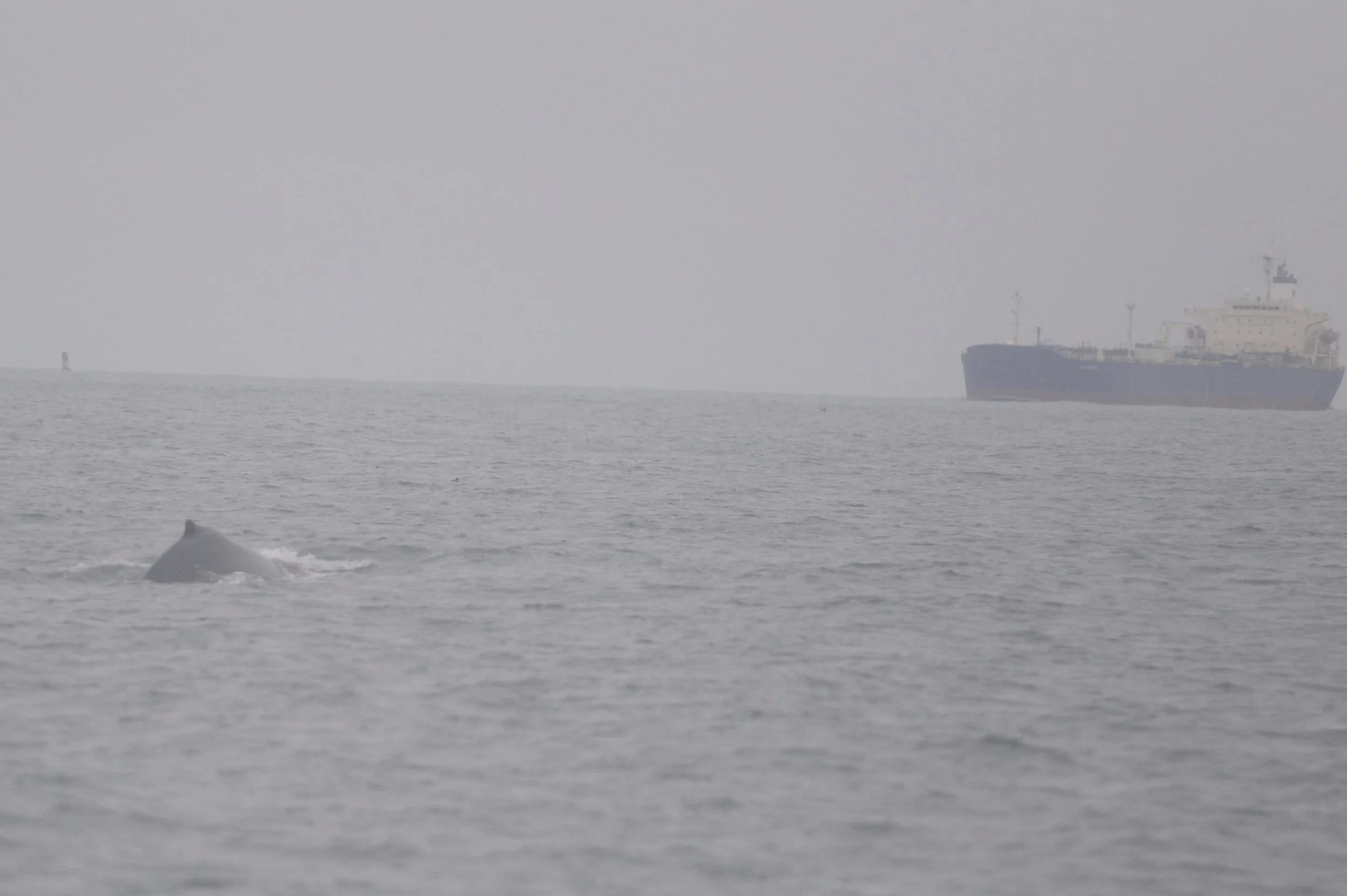 Humpback whale doing shallow dives as a large ship approaches San Francisco. 