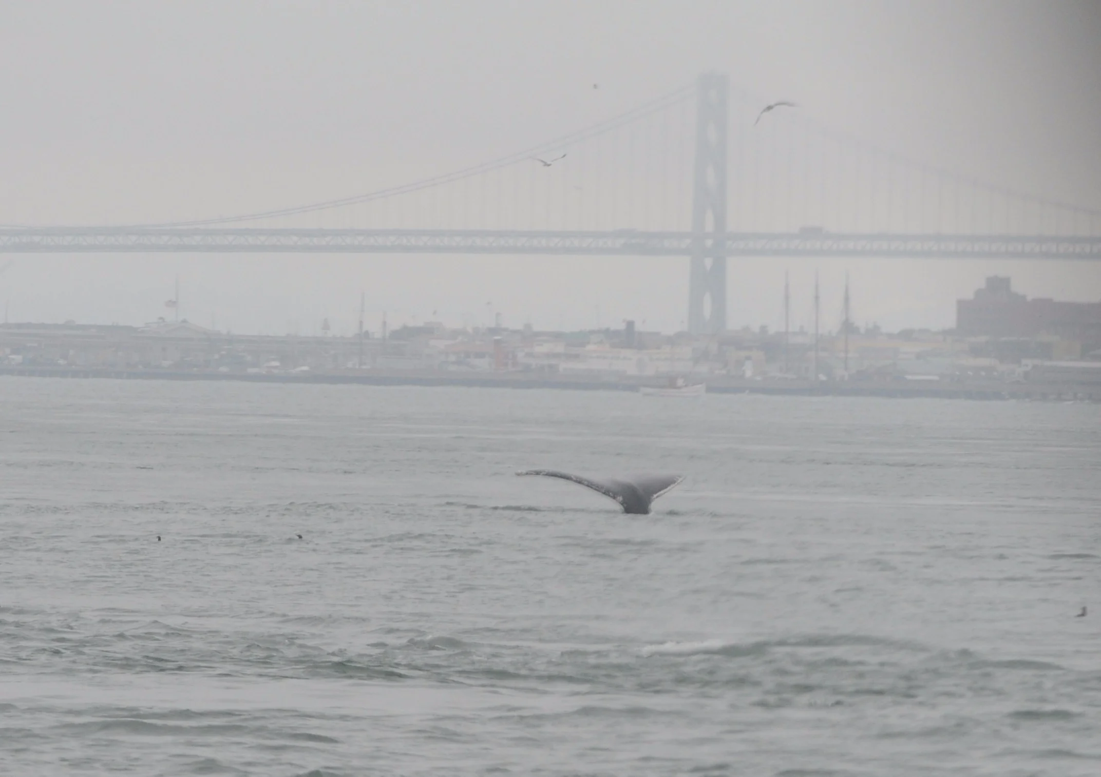Humpback fluke with Bay Bridge in the background.