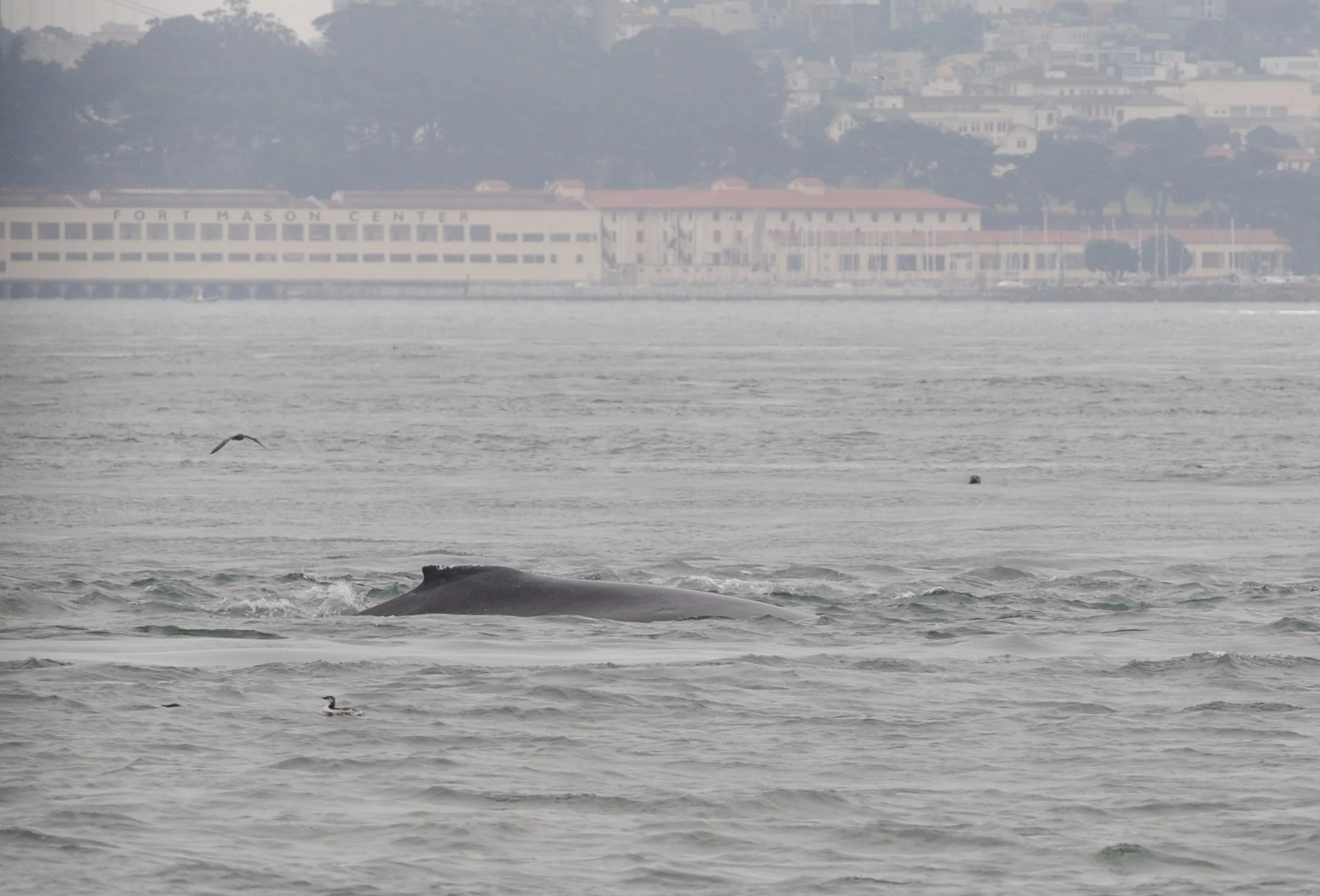 Humpback in front of Fort Mason. 