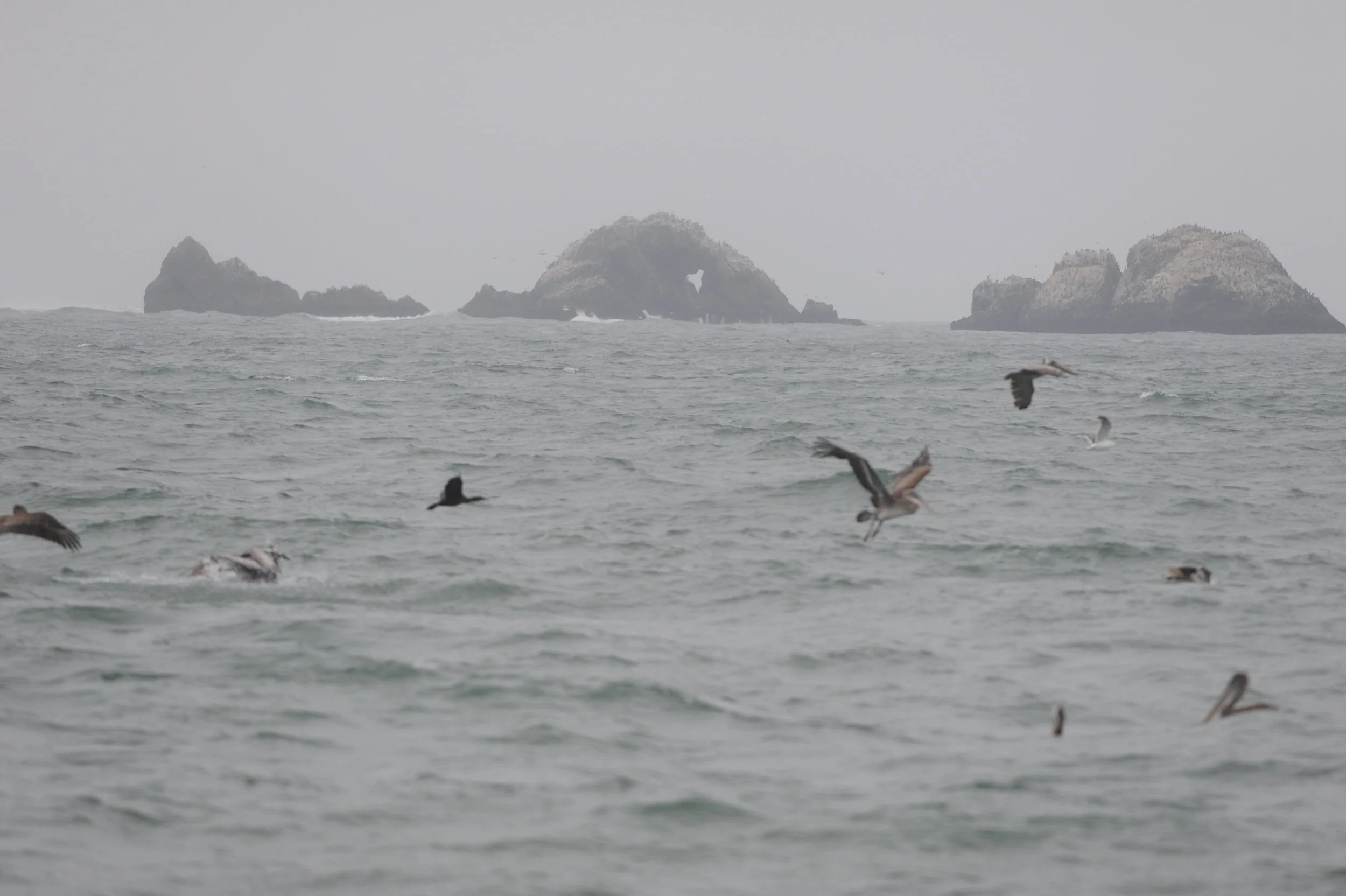Bird activity near Land's End.