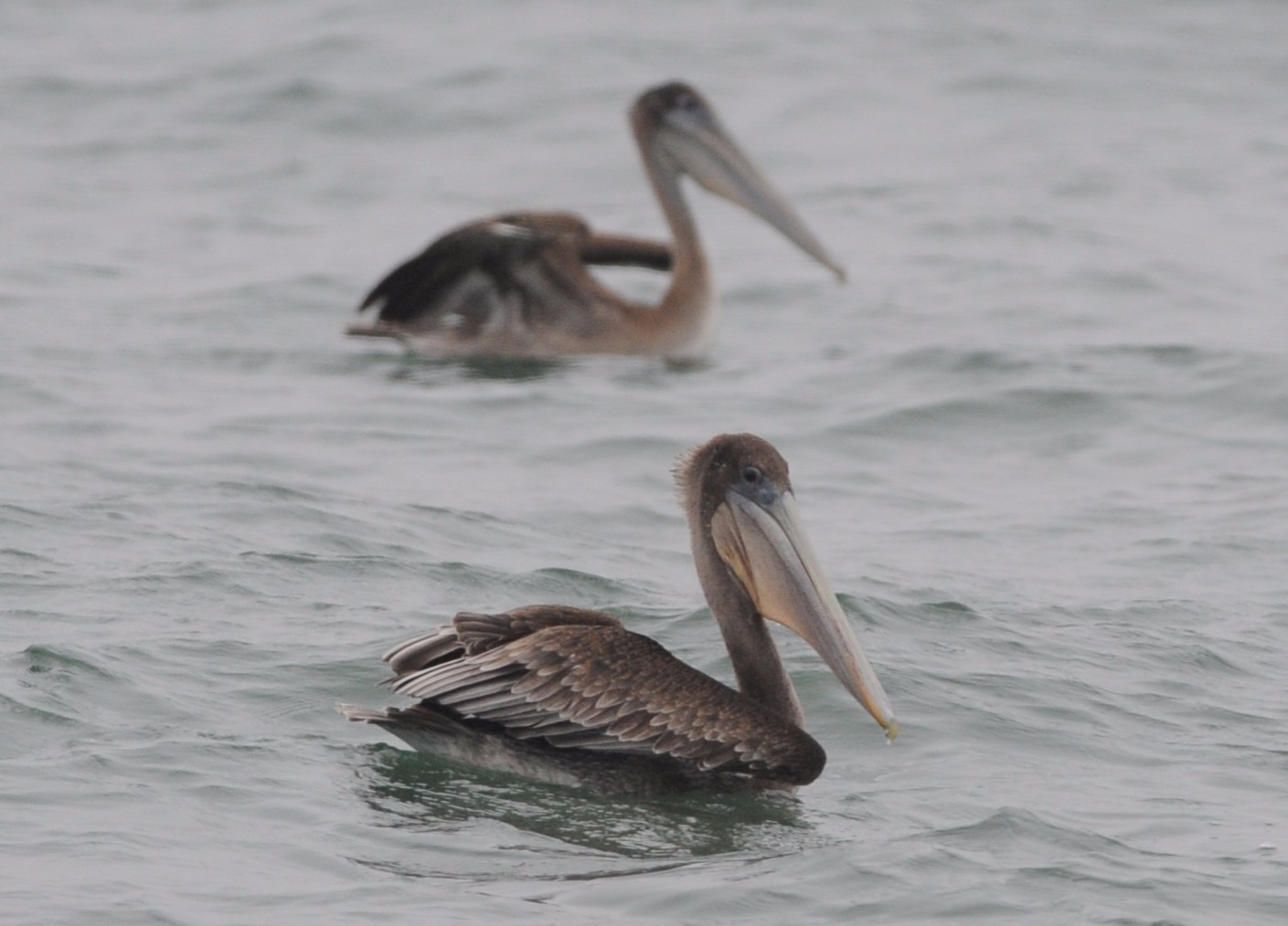 Brown Pelican.