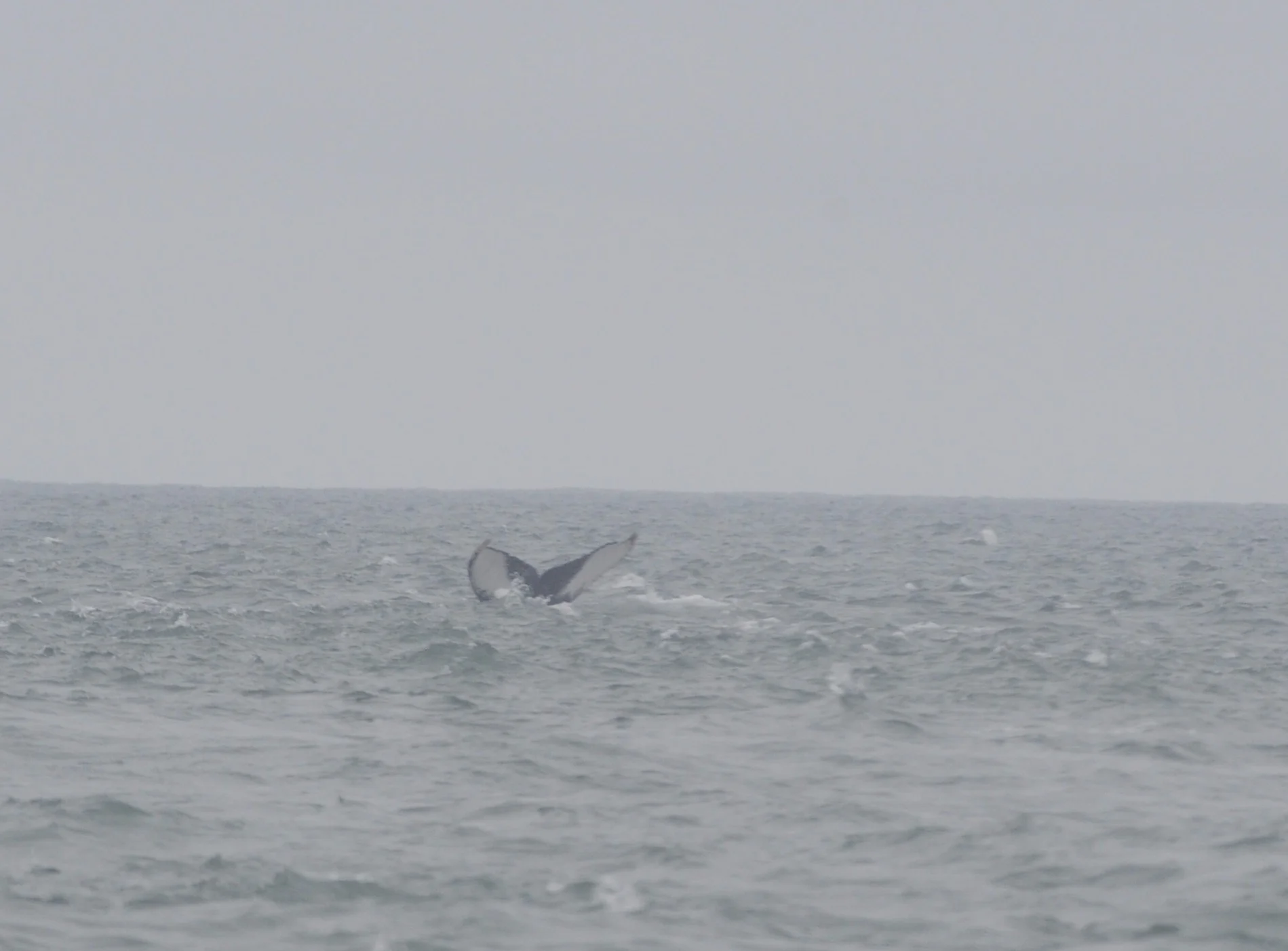 Humpback whale fluke.