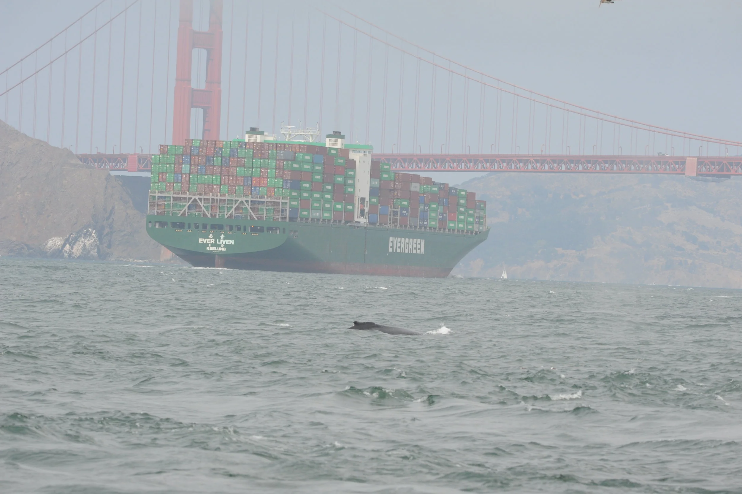 Humpback in between us and a large container ship.