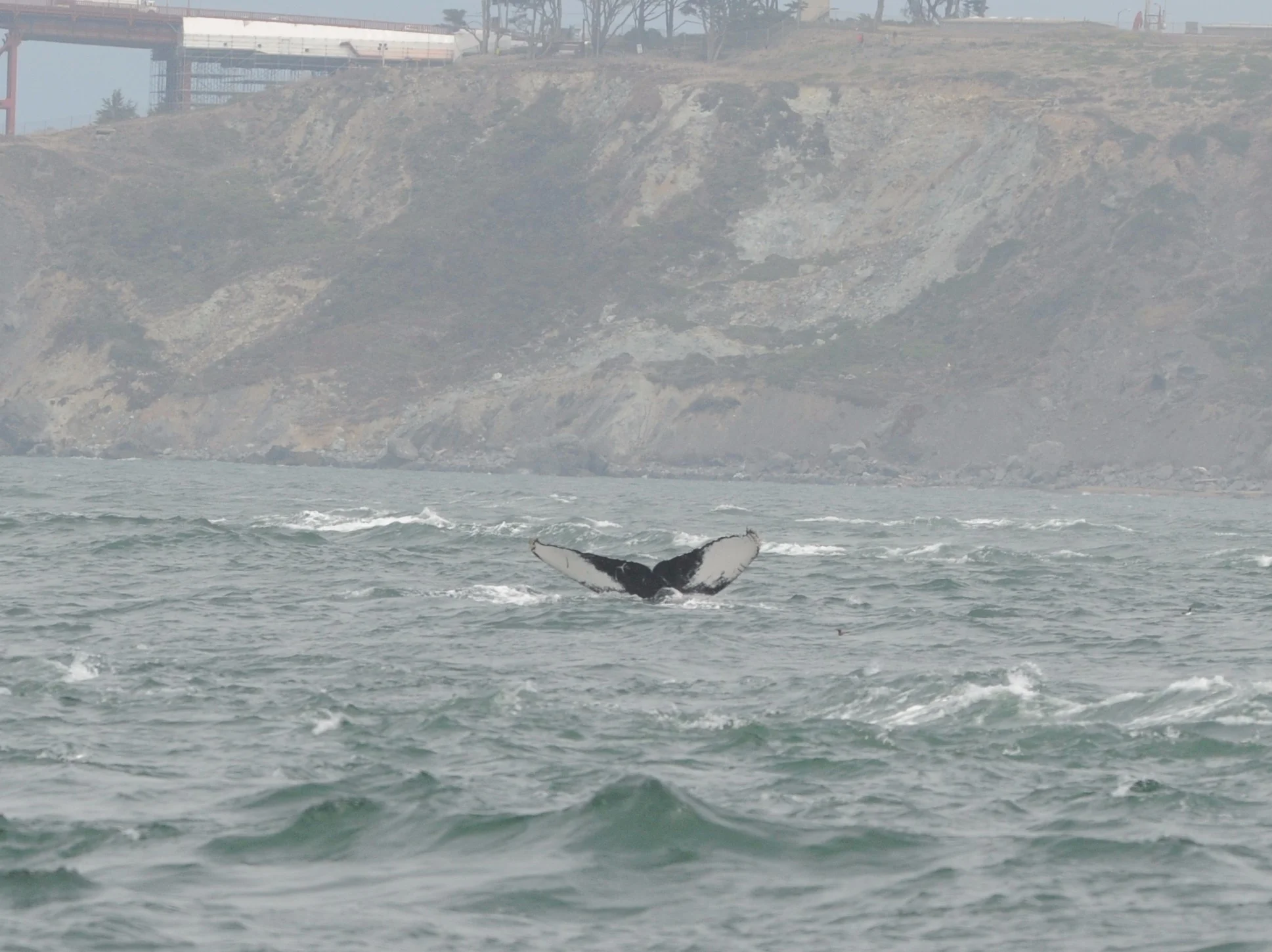 The distinctive fluke. 