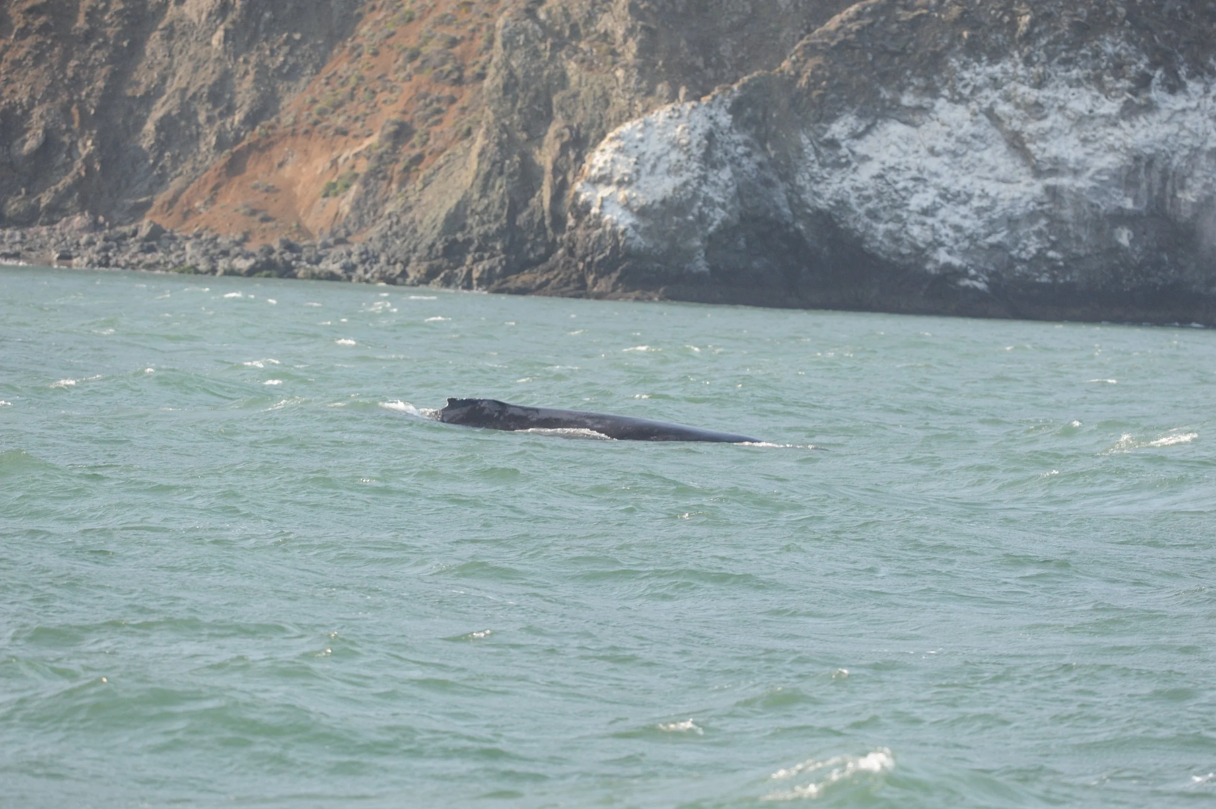 Humpback whale near Diablo Cove.