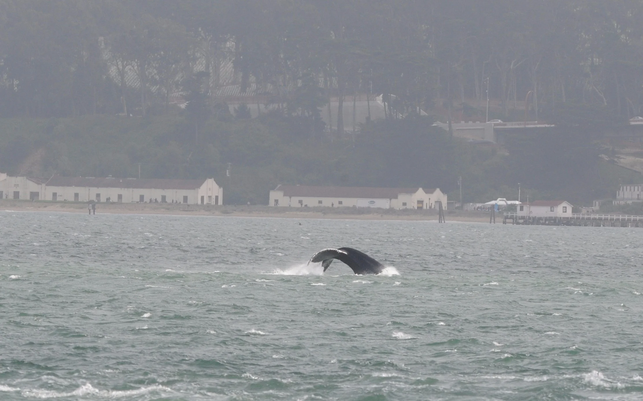 Humpback fluke in front of Crissy Field.