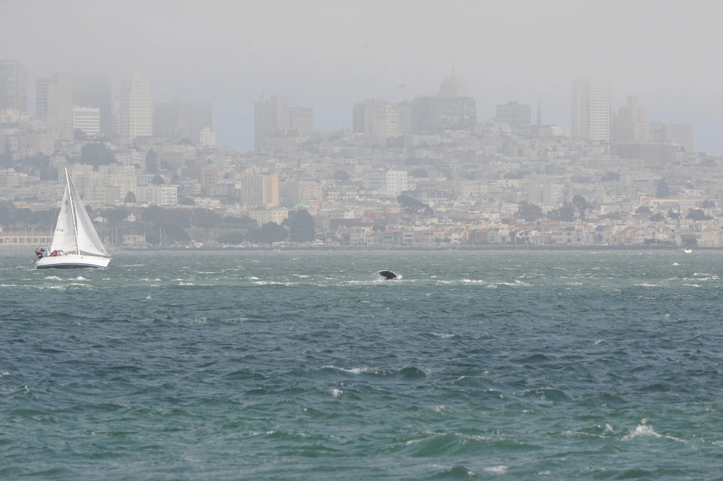 The tip of a humpback fluke, with San Francisco in the background.