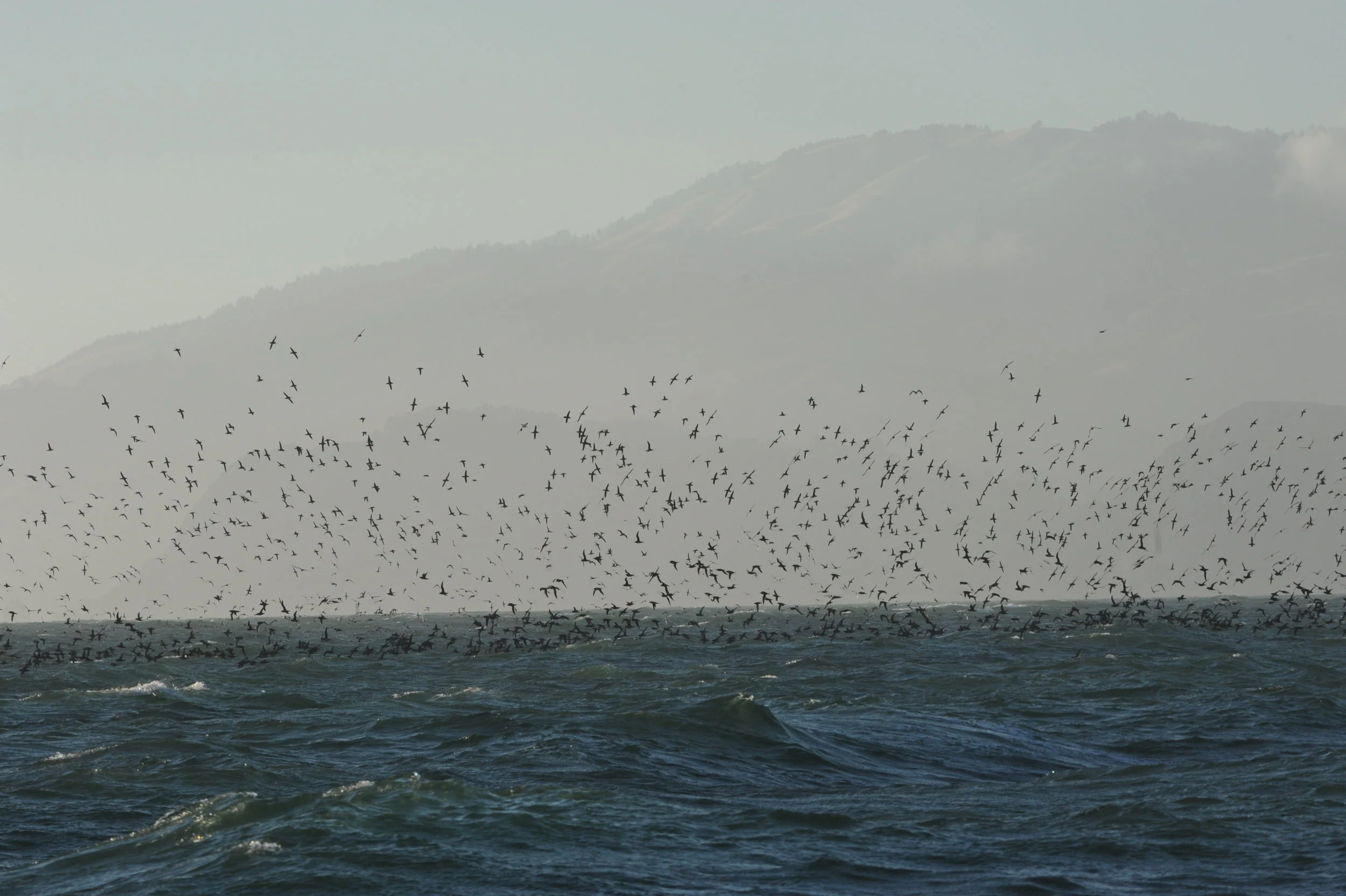 A swarm of sooty shearwaters. 