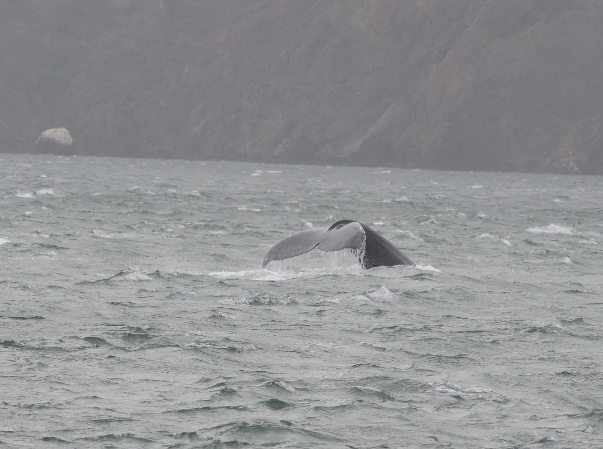 Humpback fluke.