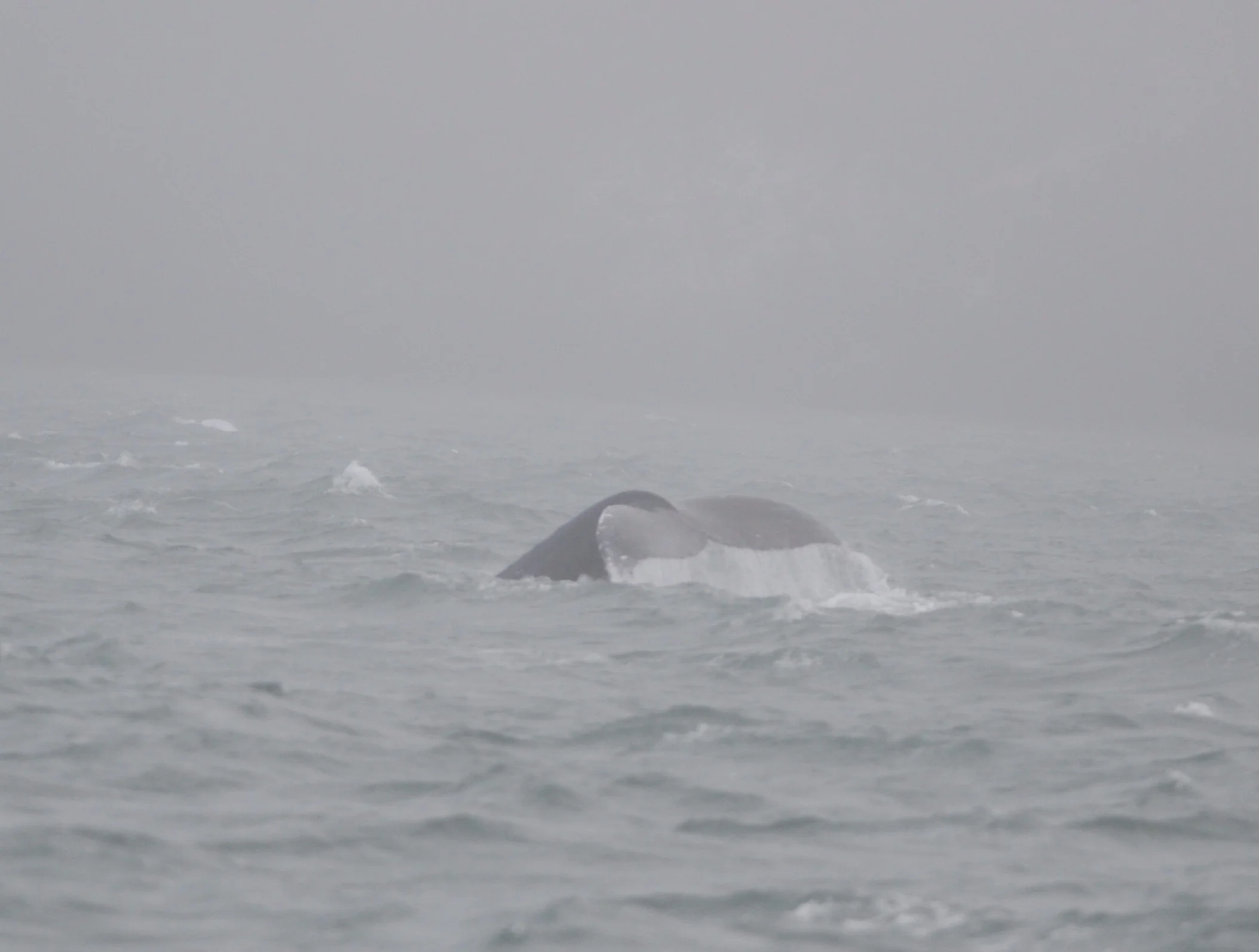 Humpback fluke in the fog.