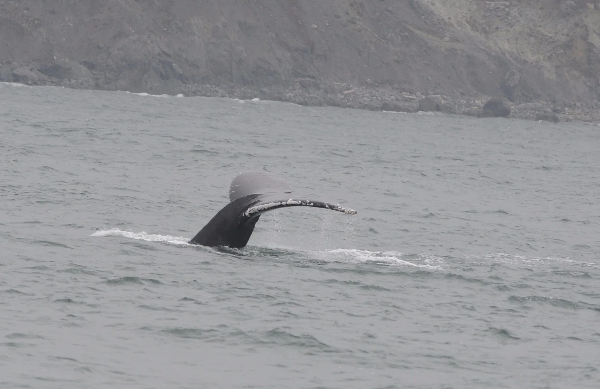 Humpback fluke.