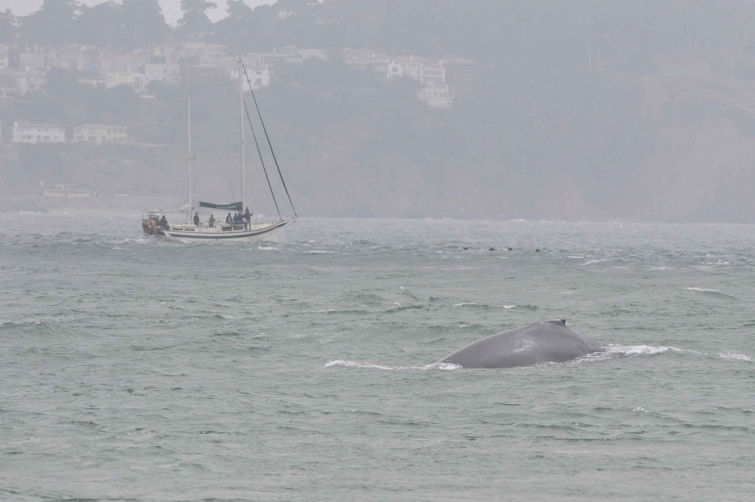 Humpback near a sailboat. 