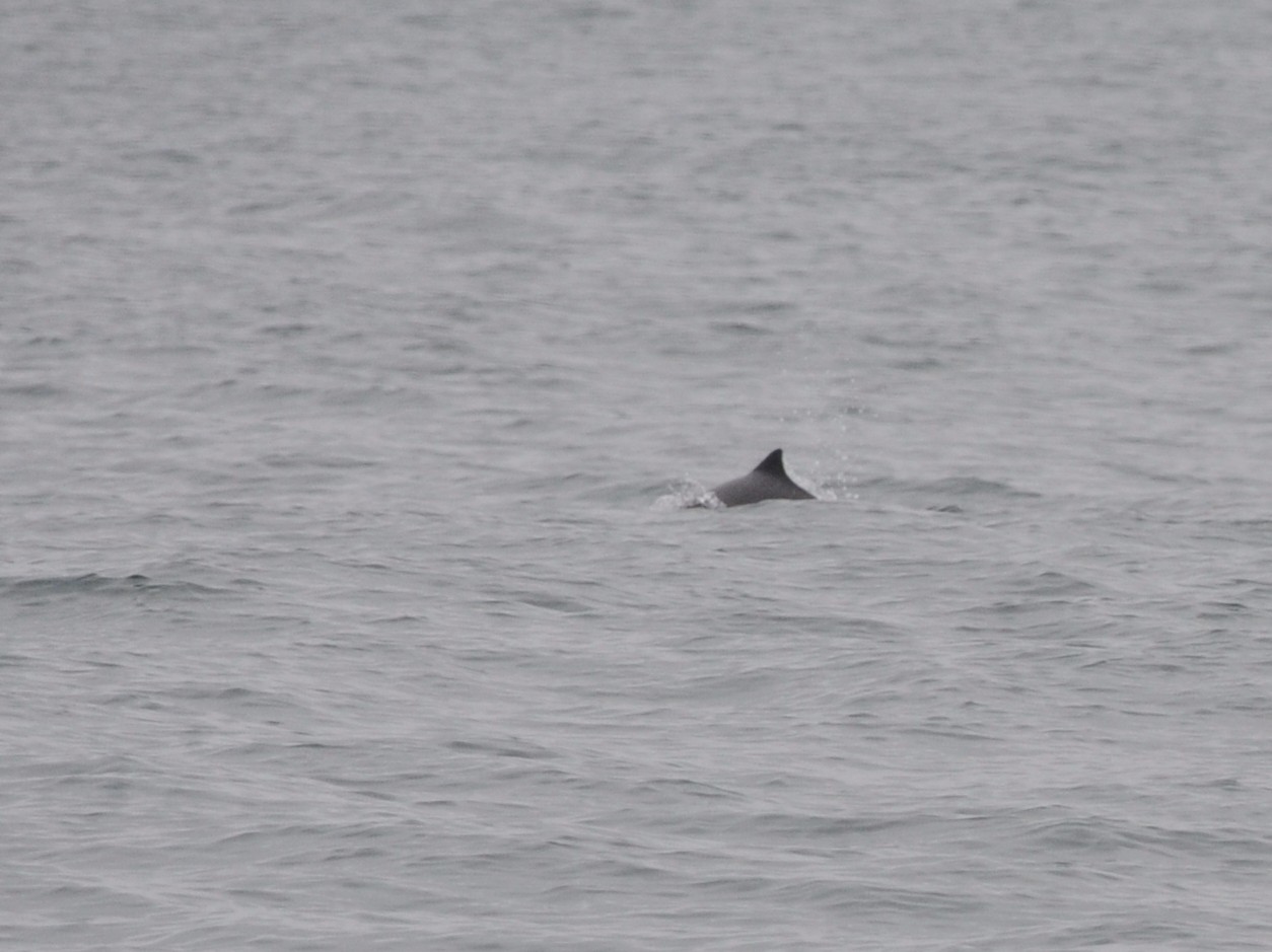 Harbor porpoise. 