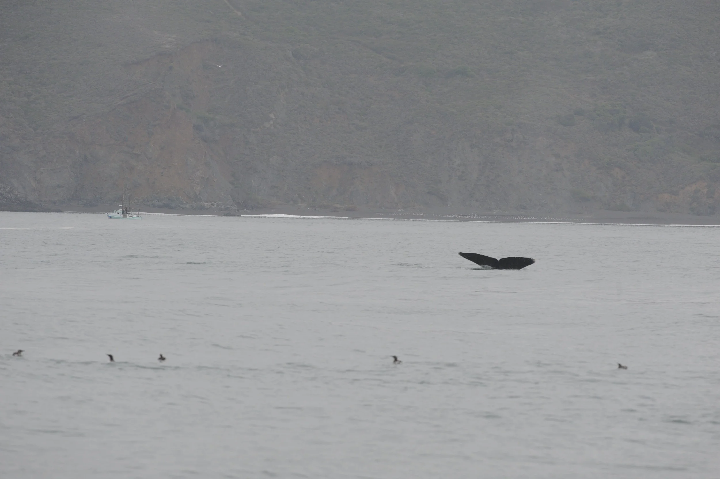 Fluke with small fishing boat and birds. 