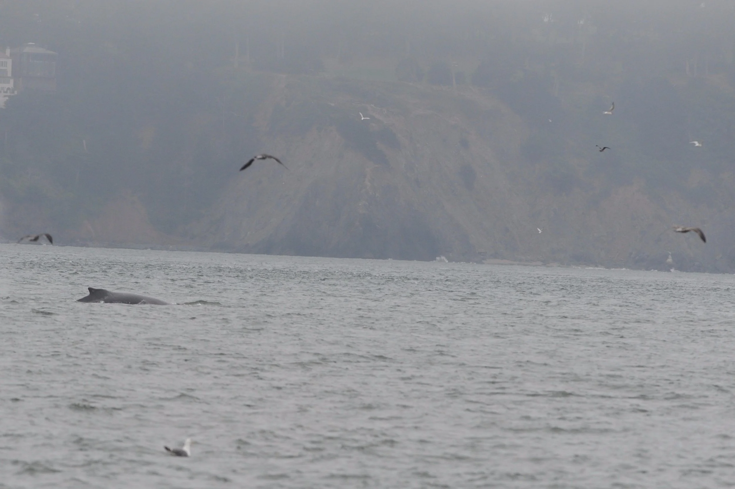 Humpback beneath a large group of birds.