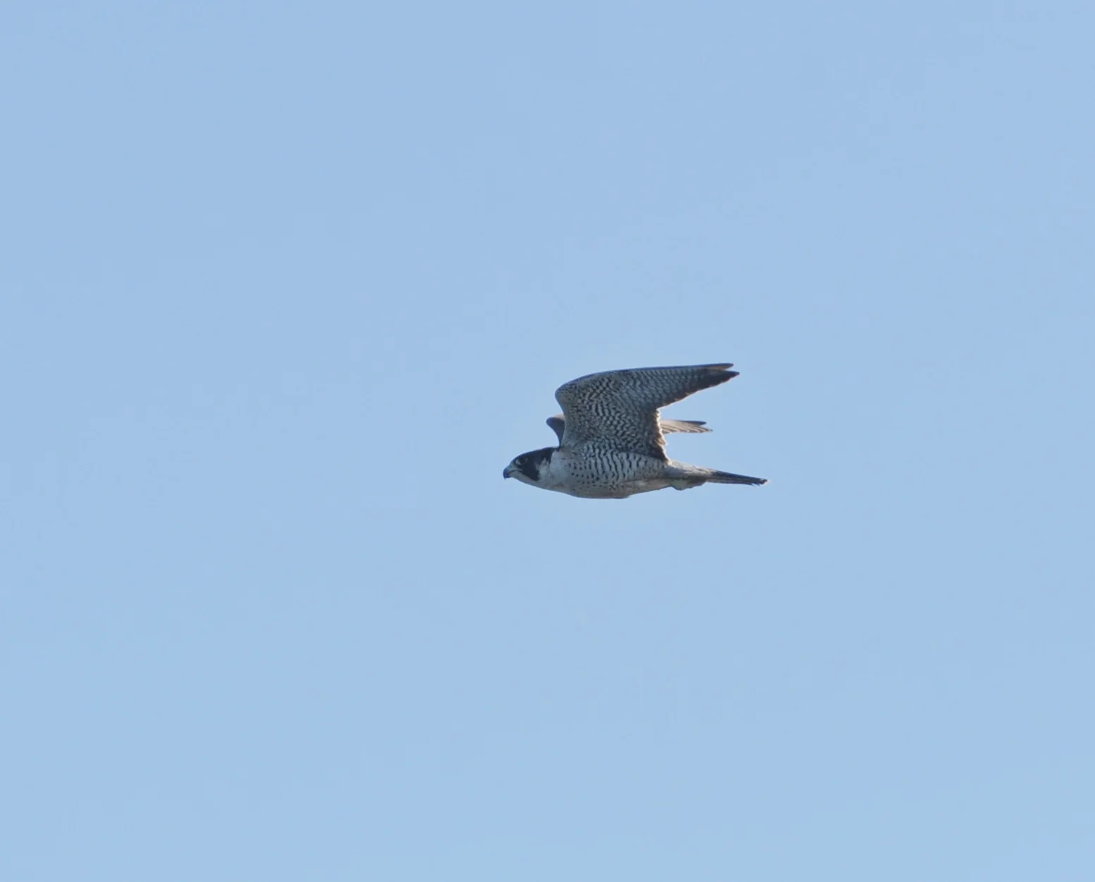 Peregrine.