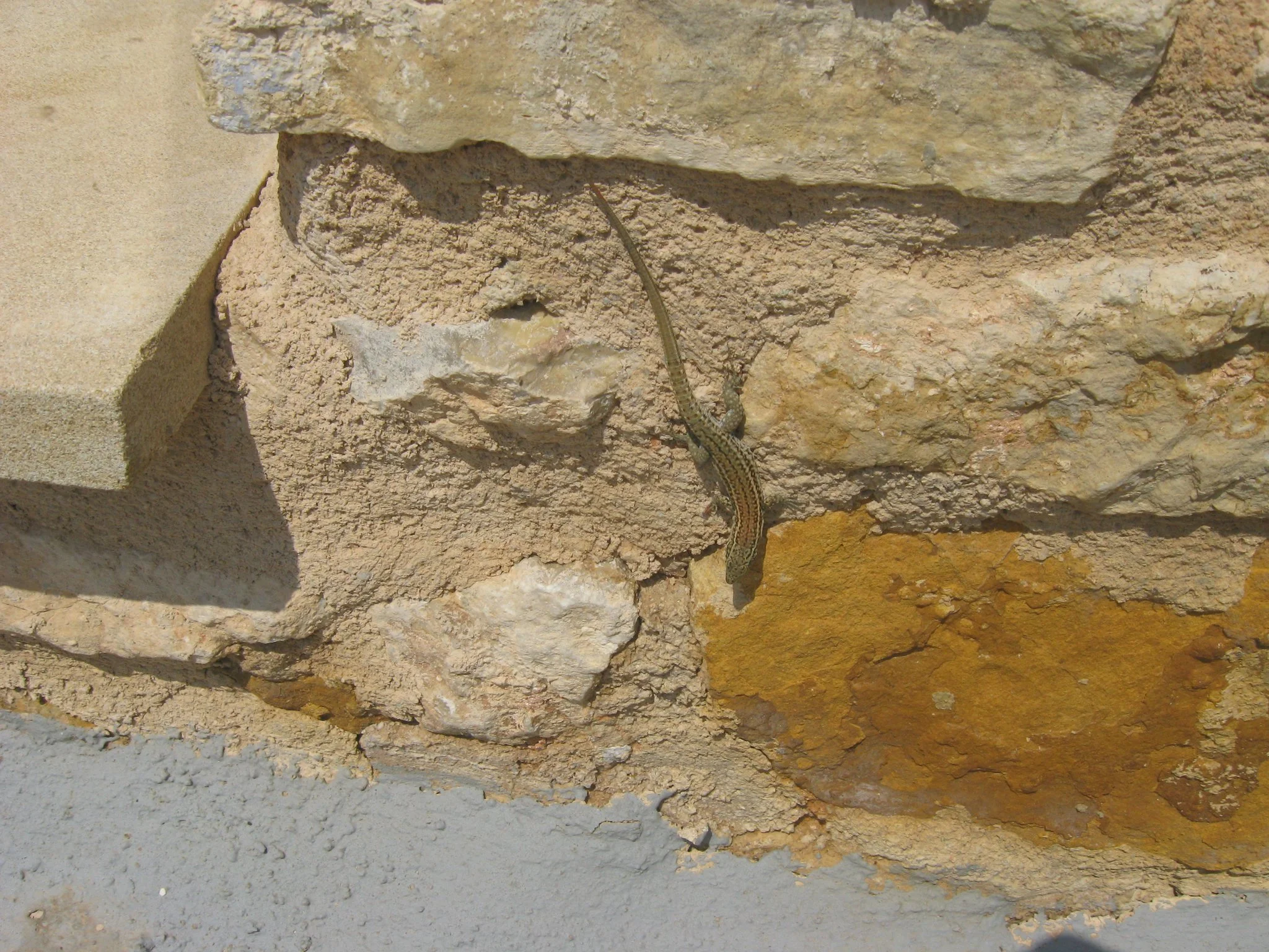 Gecko at Akashavana Retreat Center in the Tarragon mountains in Spain. 