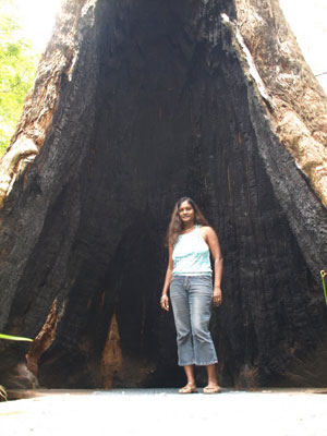 hollowed-out-trunk-typical-.jpg