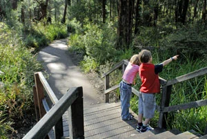walpole-treetop-12.jpg