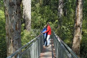 walpole-treetop-27-.jpg