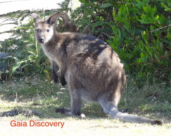 Bennett's Wallaby typically appear in the early mornings and late evenings all around Tasmanian nature areas.