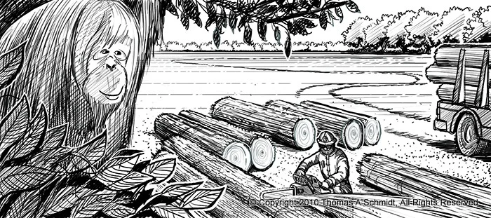 Logging and deforestation has changed the face of Borneo and affected the fates of wild creatures such as the orang utans.