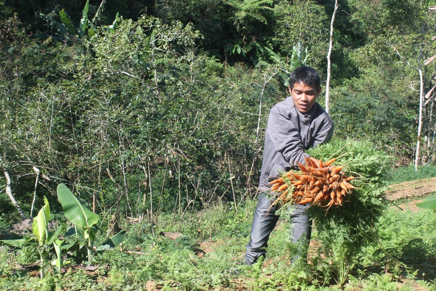 Harvesting carrots by a local NGO. Previously, hotels and restaurants imported all their produce from neighbouring islands. Photo courtesy of Tarsis Hurmali.