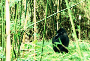 Travellers can help with conservation.