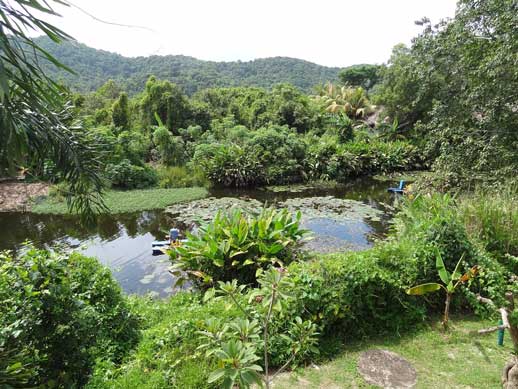 Frangipani Langkawi Resort in Malaysia purifies grey water using aquatic plants.