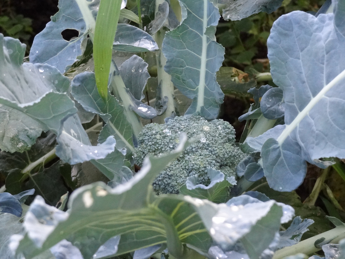 Applying the principles of the balance of nature ensures organic growth of vegetables such as this broccoli