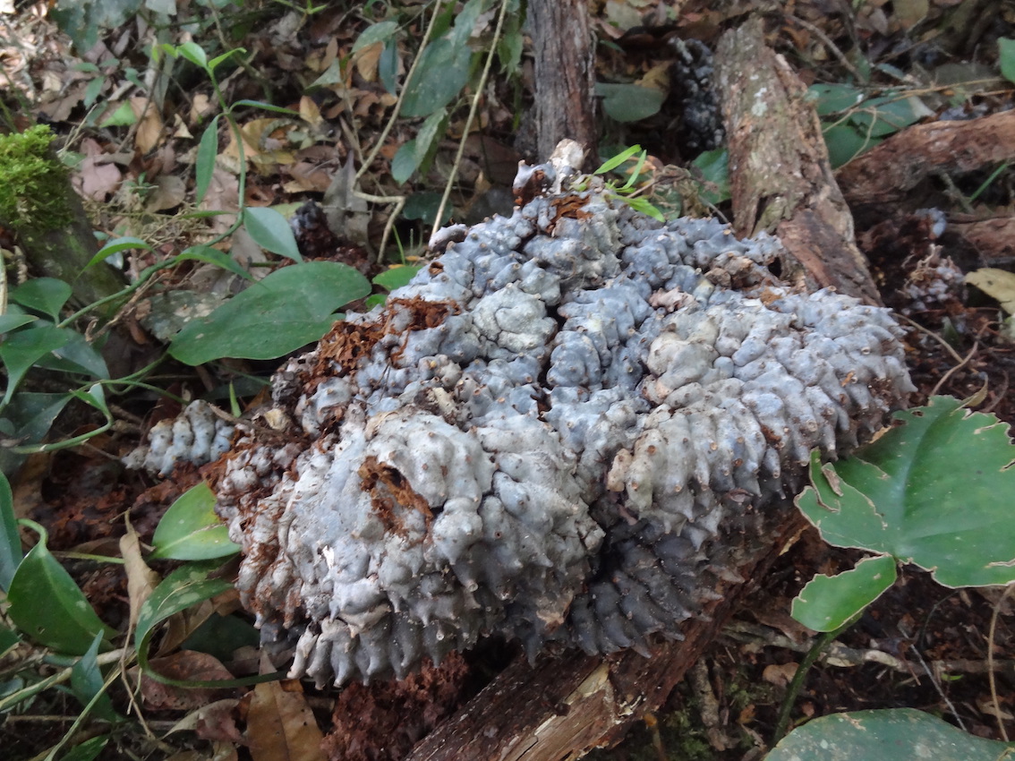 The Ant Fern, Lecanopteris carnosa displays a symbiotic relationship with ants