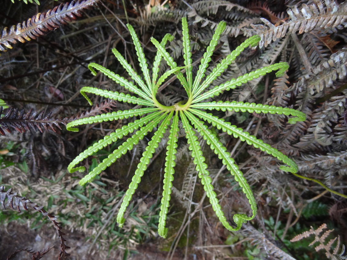 This primitive species of fern, Matania pectinata, is a rare find in Cameron Highlands