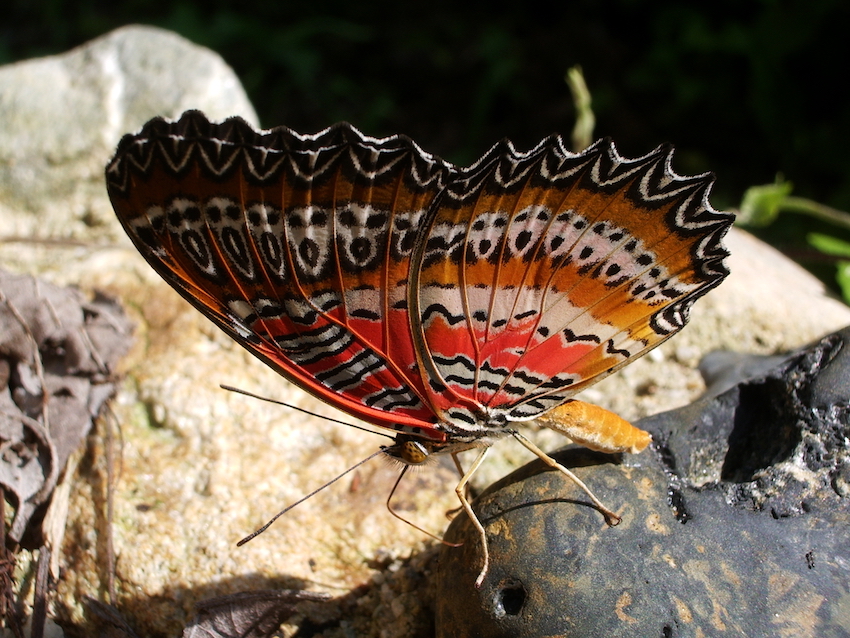 Flitting butterflies including the Cethosia crane or Leopard Lacewing add to the joy of walking around Cameron Highlands