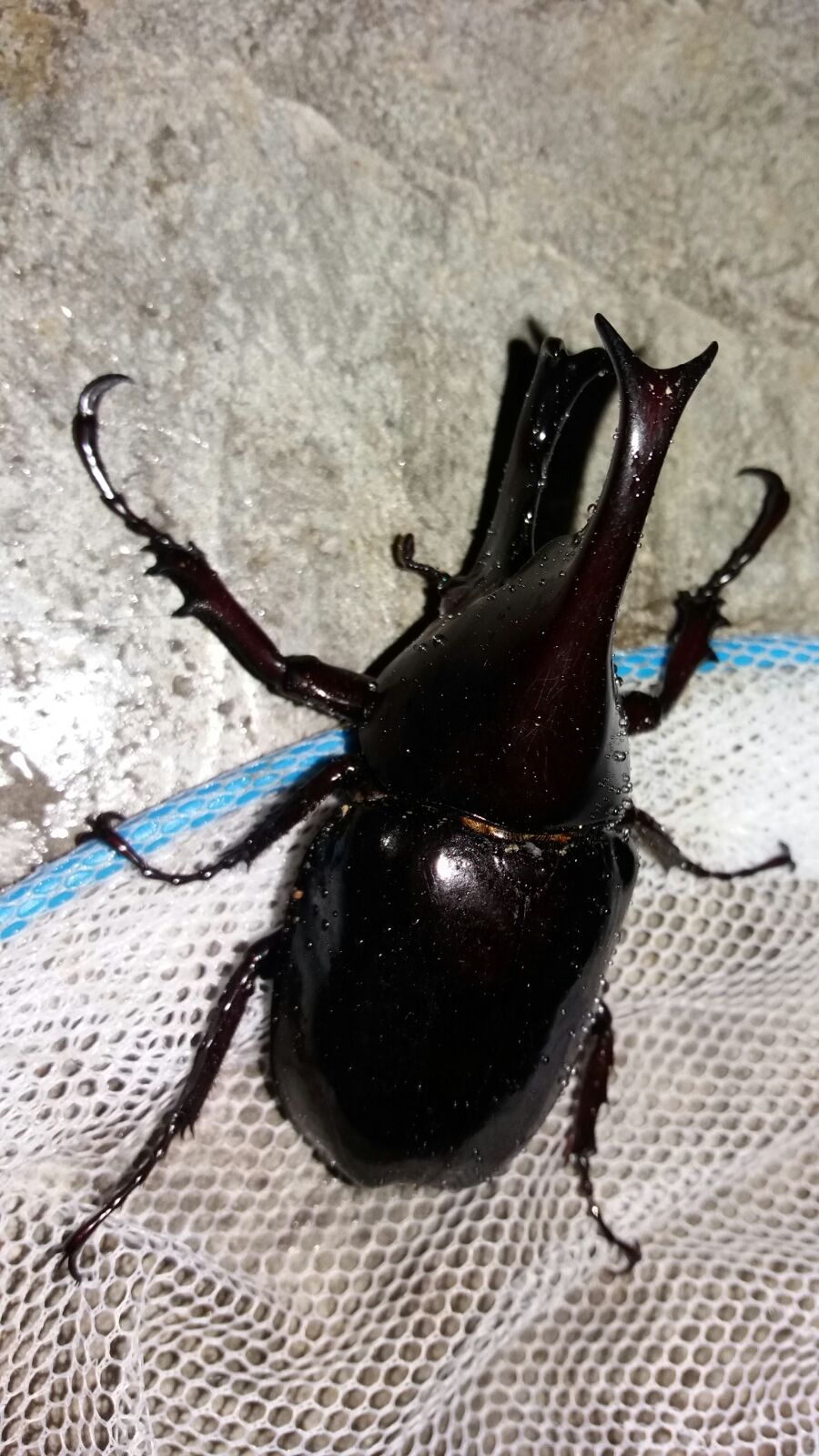 The Two-horned Rhinoceros Beetle's curvature is fascinating