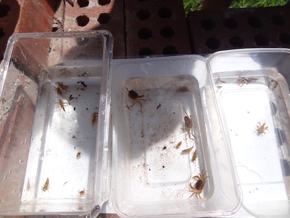 An environmental activity includes the surveying of living organisms of streams as bio-indicators of water quality