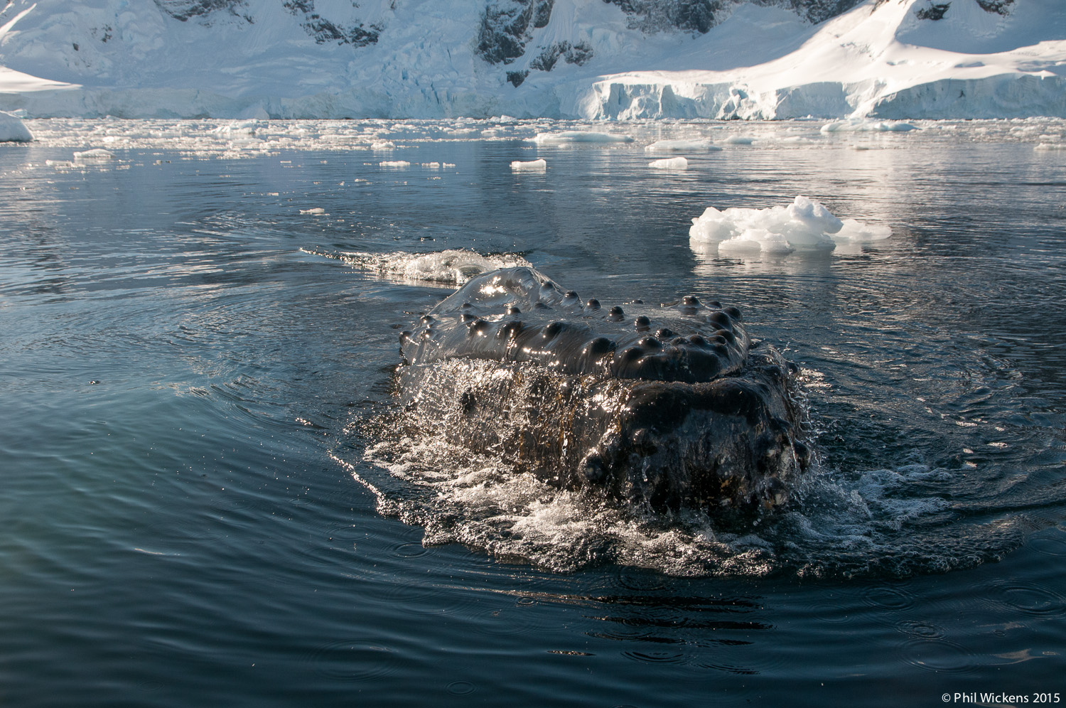 Humpback whale saying hello! (Picture Credits: Phil Wickens)