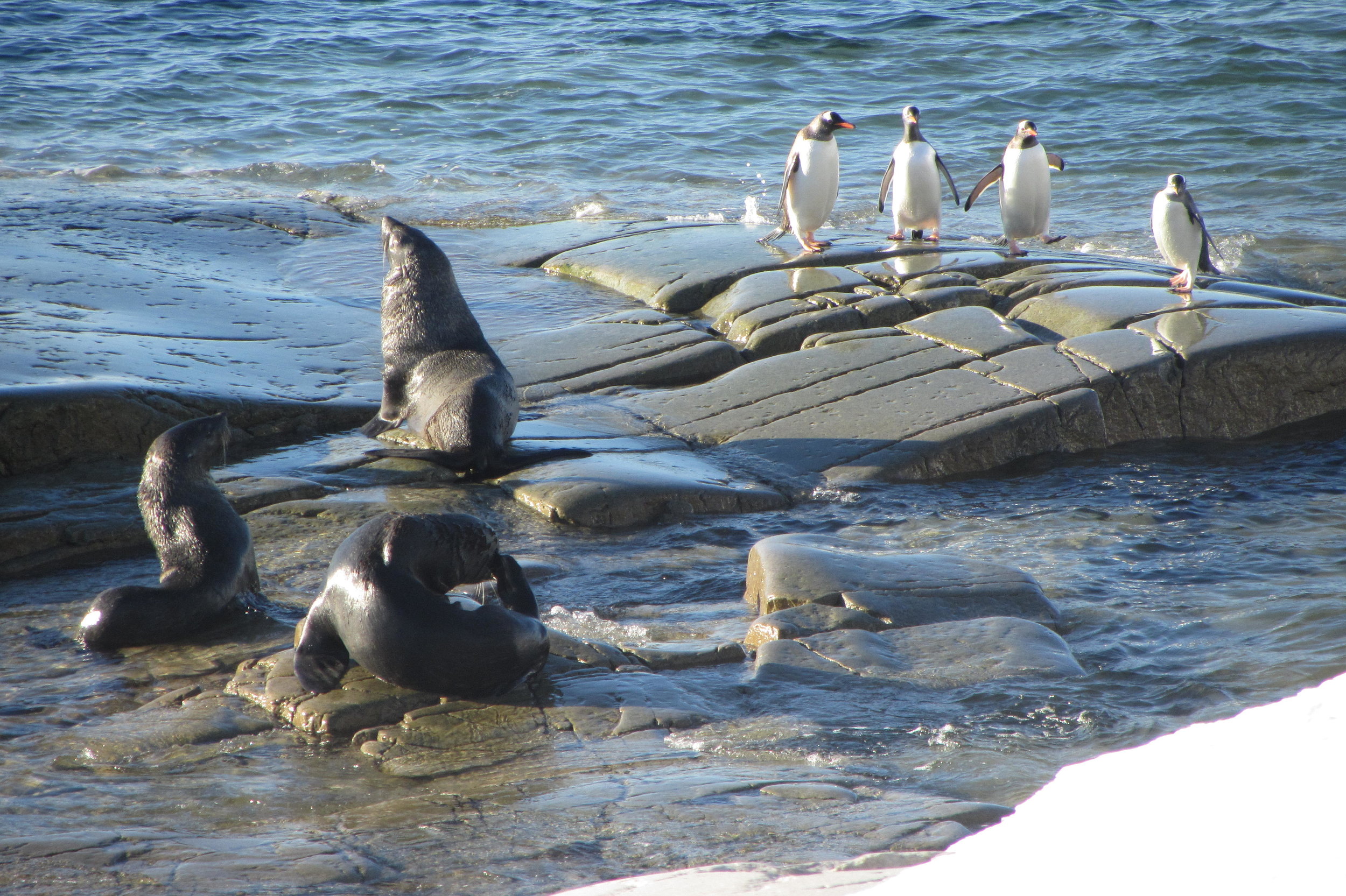 Fur seals and Gentoo penguins basking in the sun. (Picture Credits: Ashish Saxena)