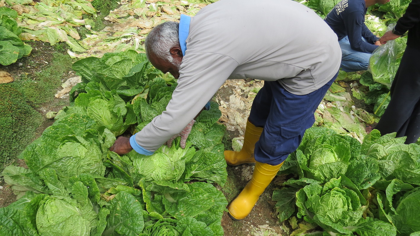 Farmers such as Vellasamy learn of biological solutions and other environmentally-friendly practices in growing cabbages at the Farmer Field School.
