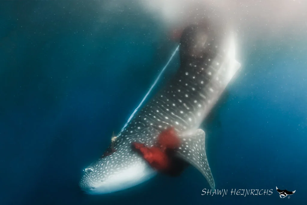 The price and value of keeping sharks alive are two issues that could be explored deeper when setting up community-related marine conservation programmes. Pic: Shawn Heinrichs.