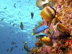 Clear waters and spectacular underwater creatures are a common in Timor-Leste.