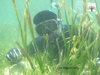 Dr. Miguel Fortes: Seagrass species in the Philippines are threatened, need conservation, preservation and production intensification.