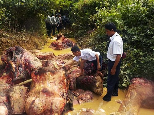 A cruel and bloody affair of skinning elephants leading to deaths of a wild and carefree animal species and elephant population depletion.