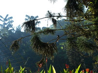 Long-tailed sibia moves high and restless through forest canopies.